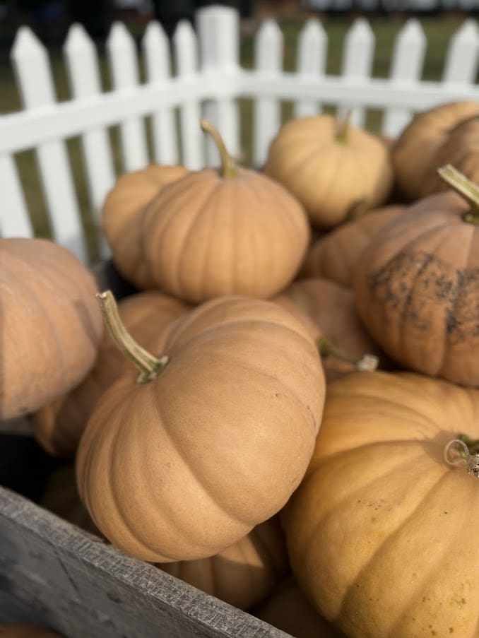 Basket of small orange pumpkins by white fence.