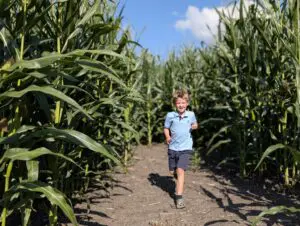 Child running through cornfield on sunny day