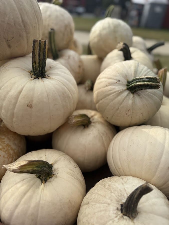 Pile of white pumpkins outdoors
