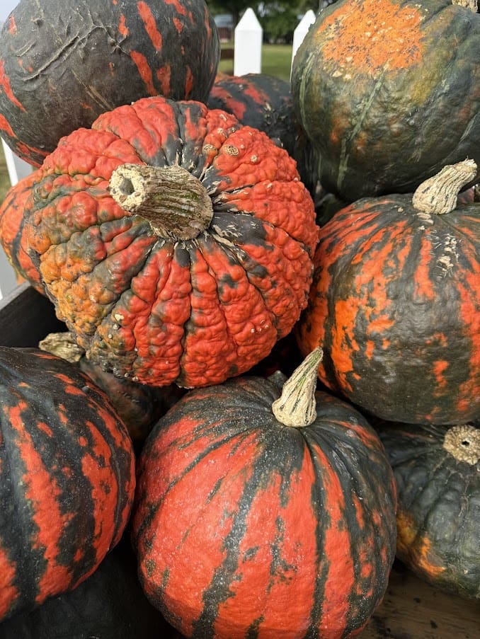 Colorful gourds with green and orange patterns.