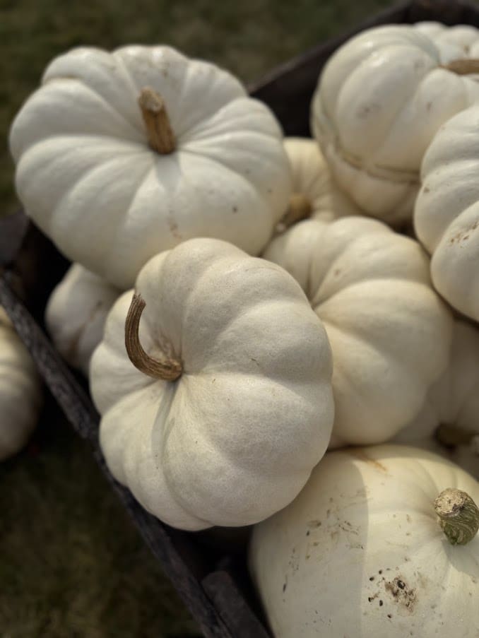 White pumpkins in a wooden crate.