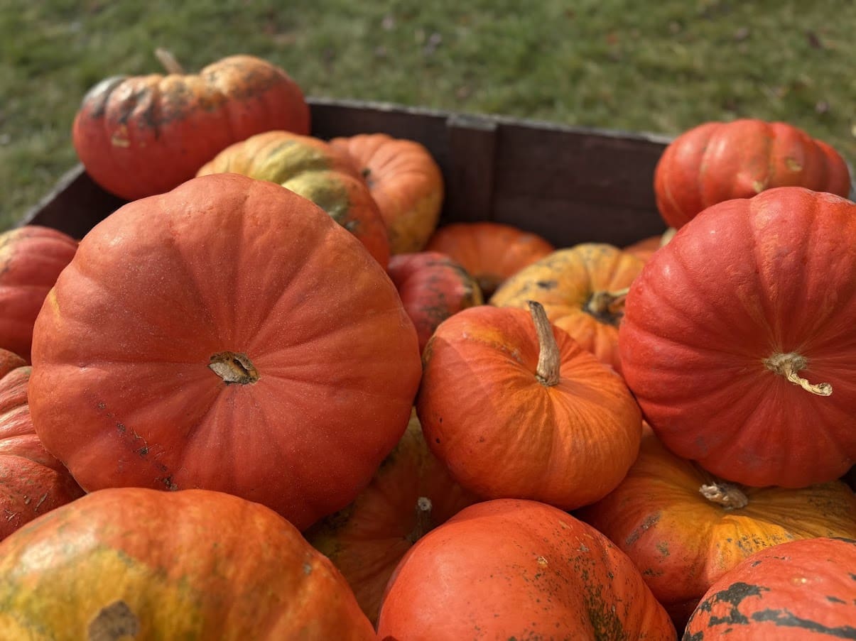 Orange pumpkins in a wooden crate outdoors.