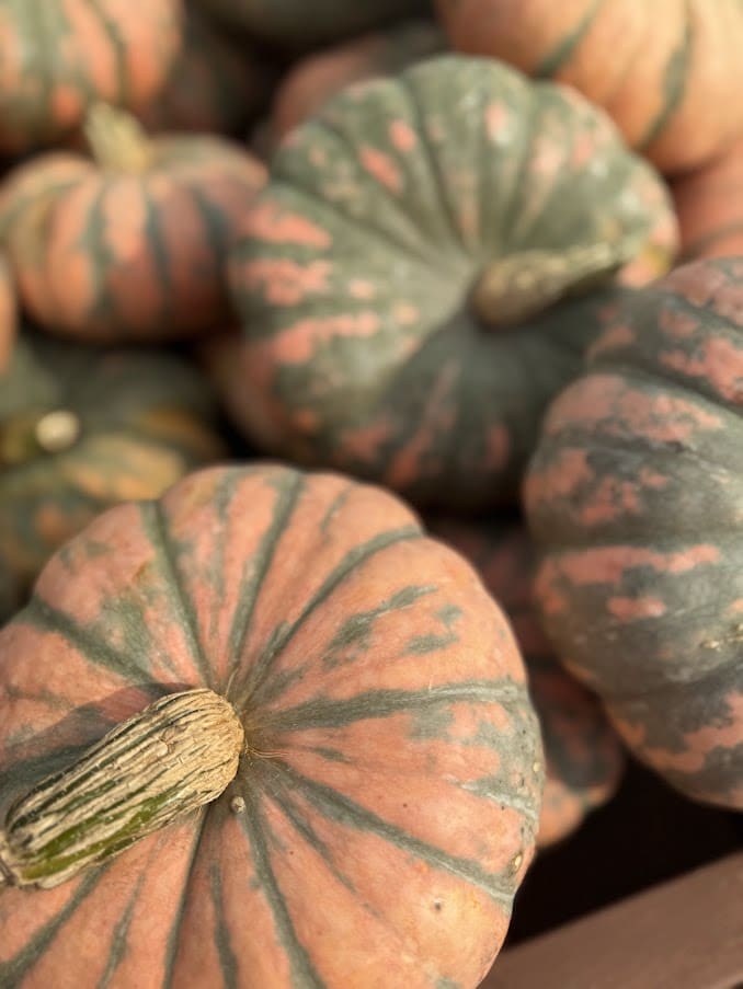 Close-up of green and orange pumpkins.