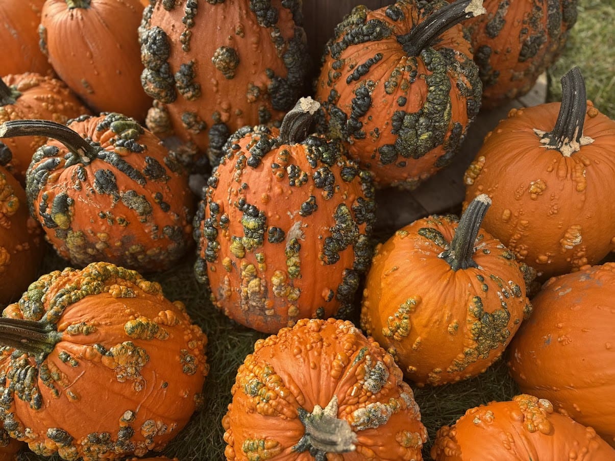 Bumpy orange pumpkins in a pile on grass.