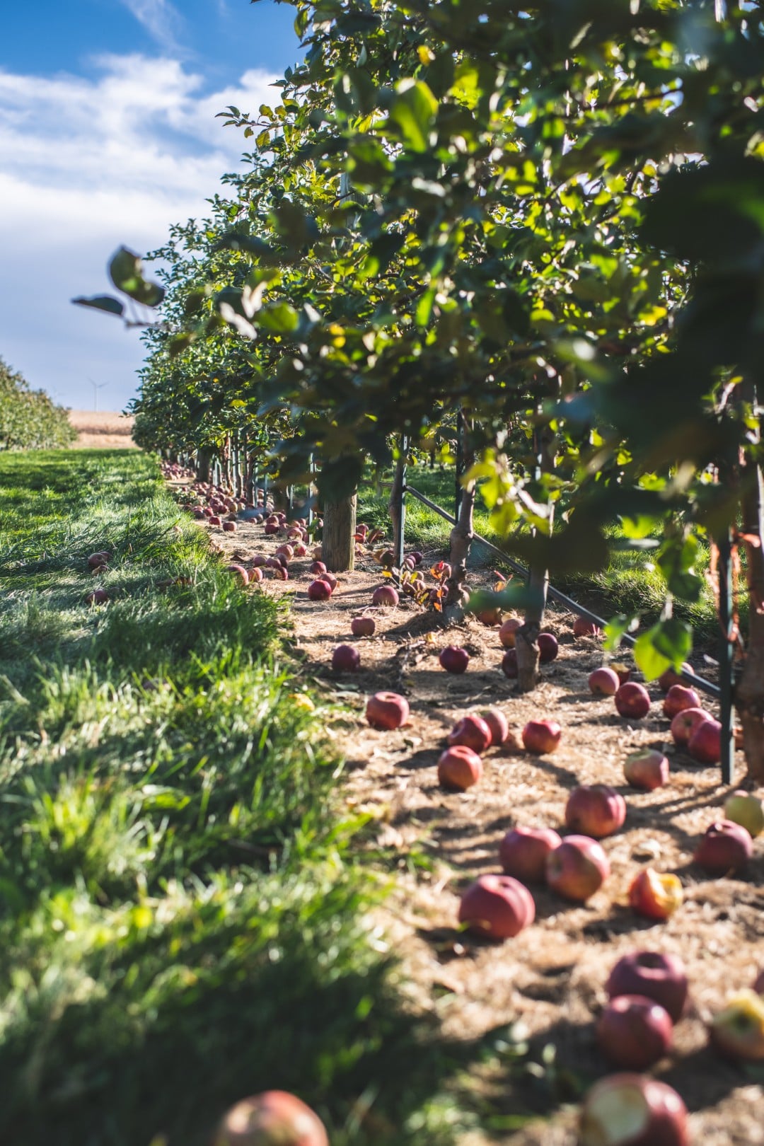 Apple orchard with fallen apples on ground.