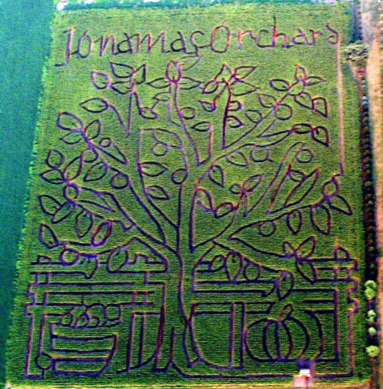 Aerial view of corn maze shaped like orchard.