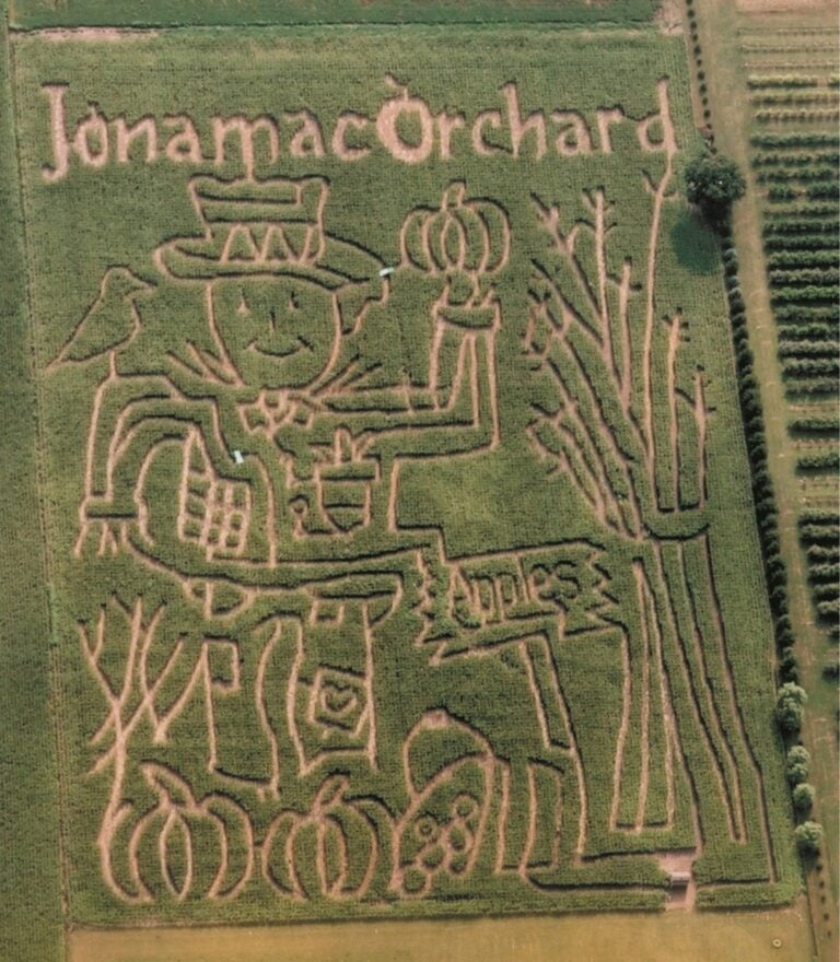 Scarecrow design in corn maze at Jonamac Orchard.