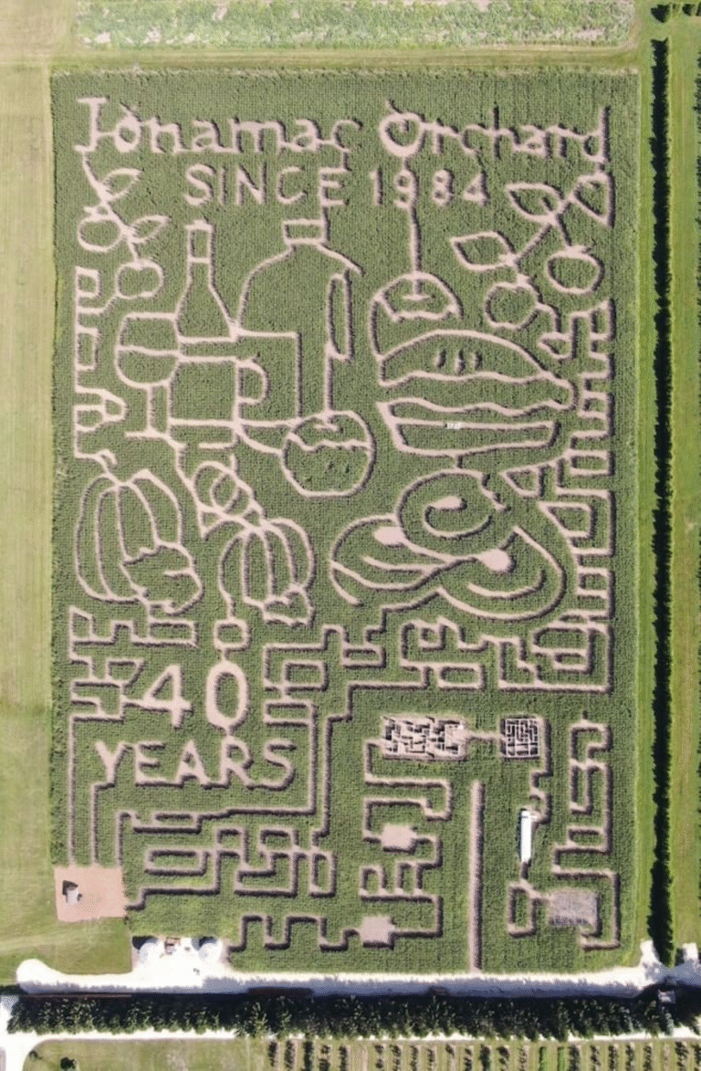 Corn maze with orchard theme and 40 years sign.