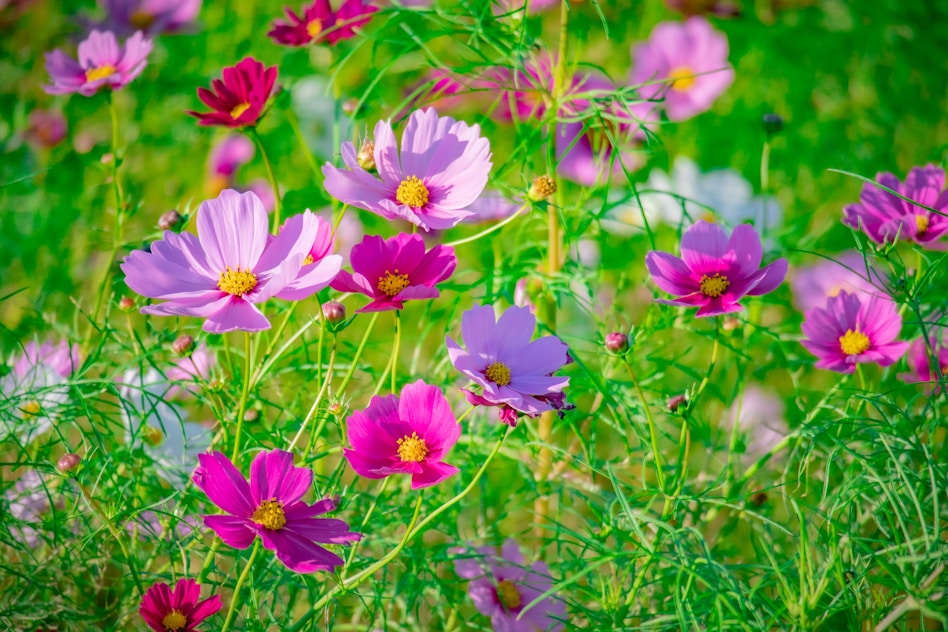 Colorful cosmos flowers blooming in a sunny garden.