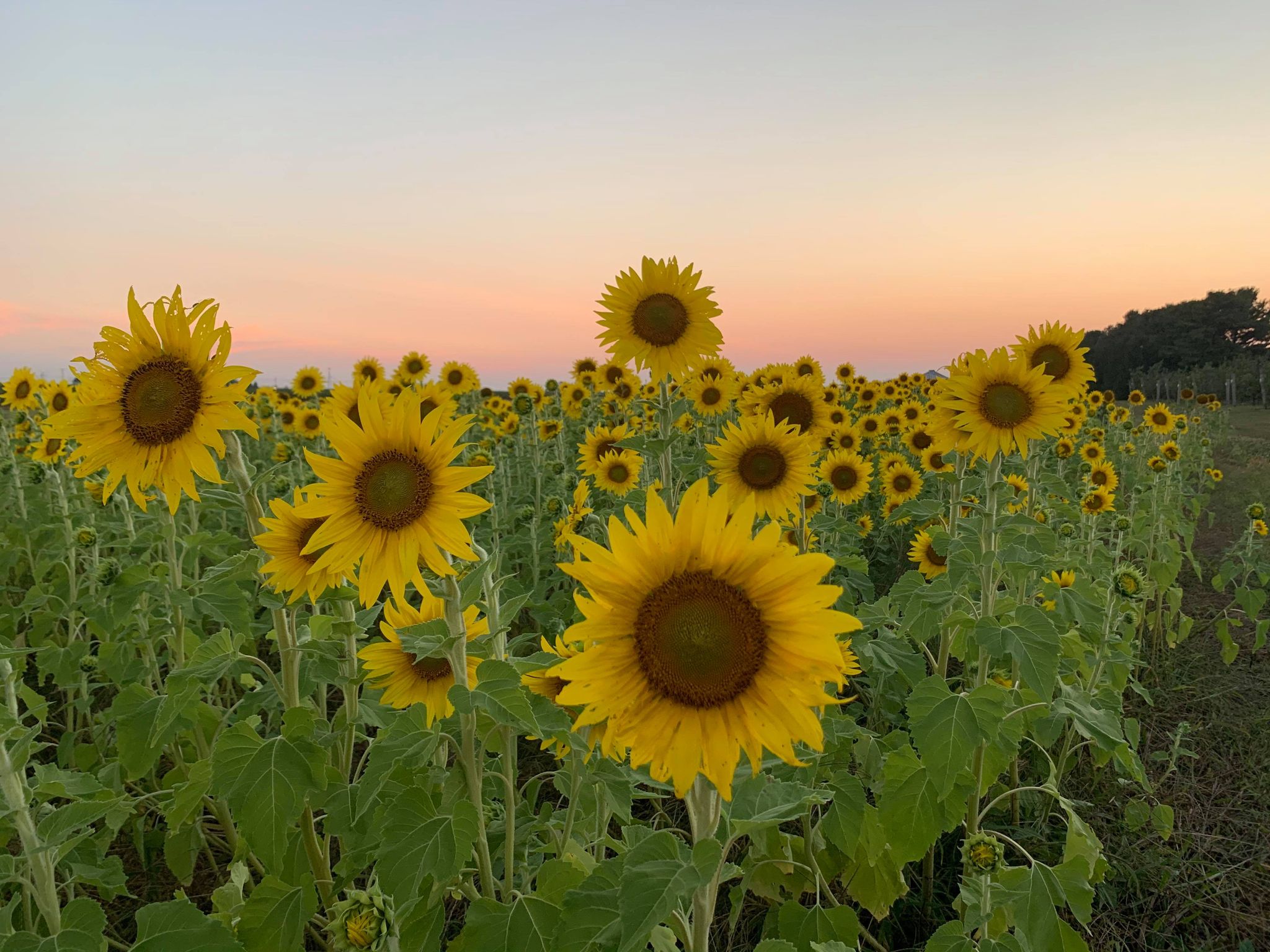 Field of sunflowers at sunset