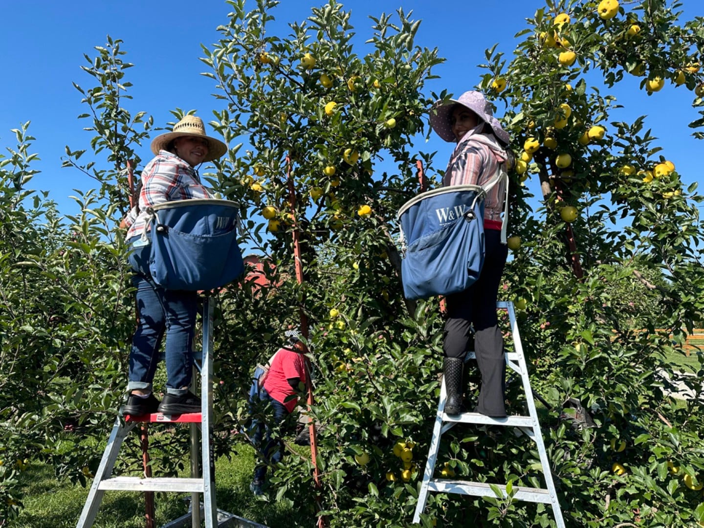 Workers picking apples from trees on ladders.