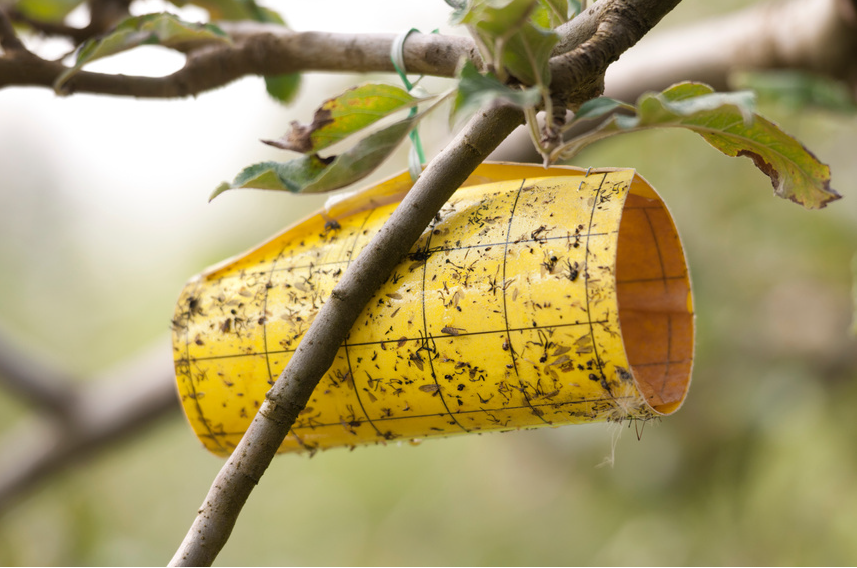 Yellow insect trap on tree branch outdoors.