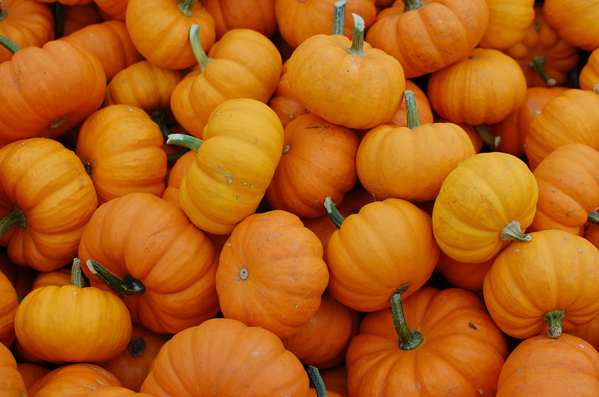 Pile of small orange pumpkins, close-up view.