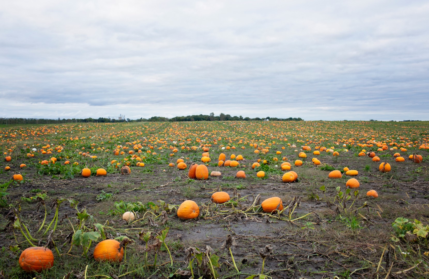 Vast pumpkin field under cloudy sky