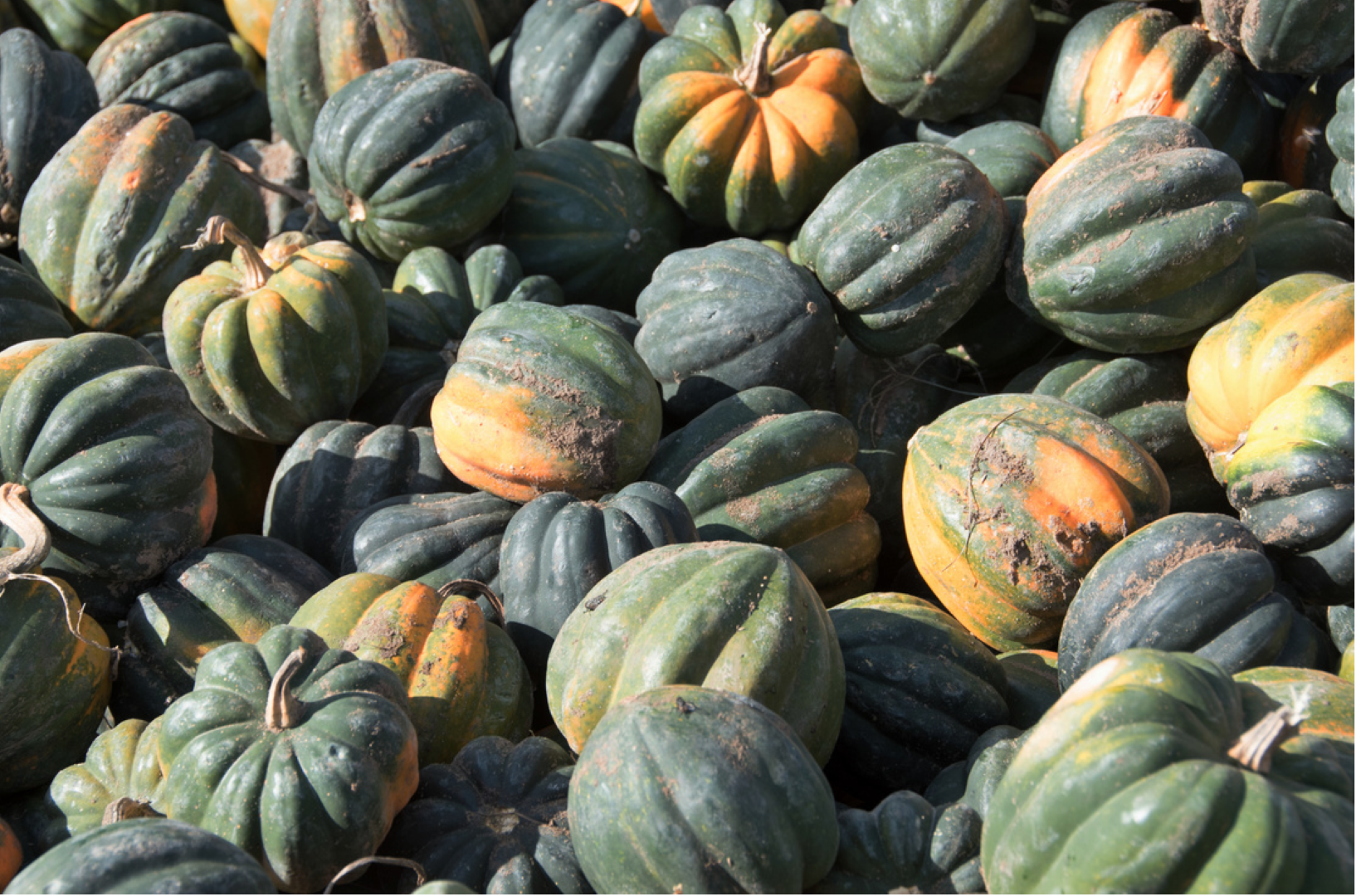 Pile of green and orange squash