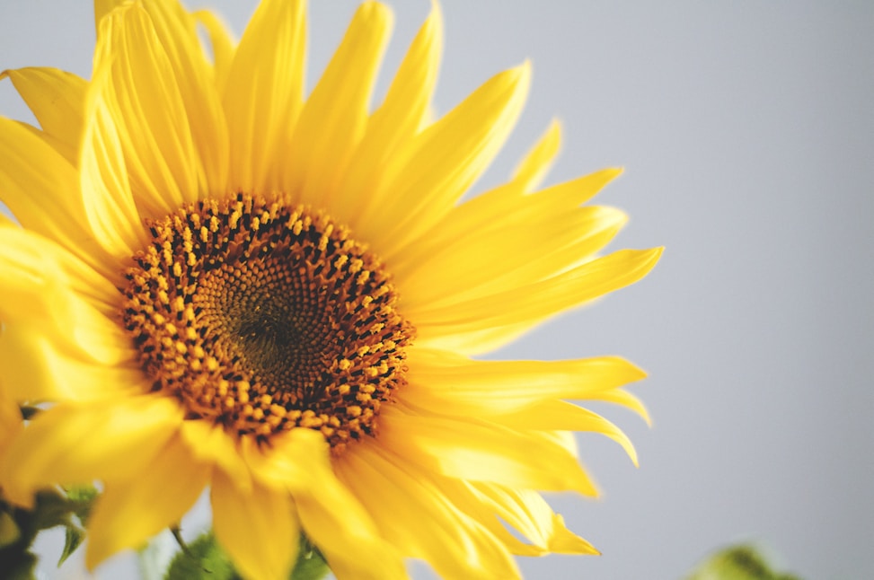 Close-up of vibrant yellow sunflower